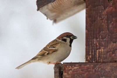 Tree sparrow on bird table poljski vrabec na krmilnici_MG_0385-11.jpg