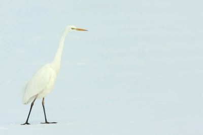 Great white egret Egretta alba velika bela čaplja_MG_1366-11.jpg