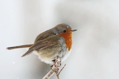 Robin Erithacus rubecula  taščica_MG_0500-111.jpg