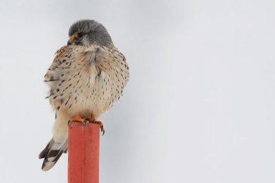 Common kestrel Falco tinnunculus navadna postovka_MG_0109-11.jpg