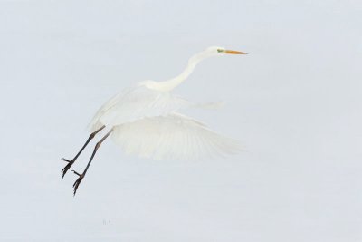 Great white egret Egretta alba velika bela čaplja_MG_1445-11.jpg