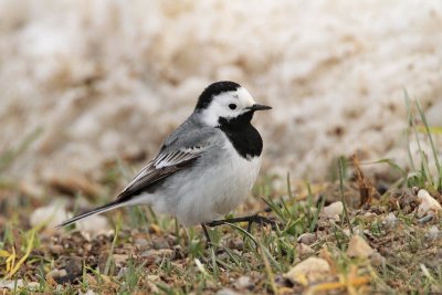 White wagtail Motacilla alba bela pastirica_MG_0955-11.jpg