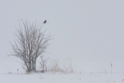 Hooded crow Corvus cornix siva vrana_MG_0303-11.jpg