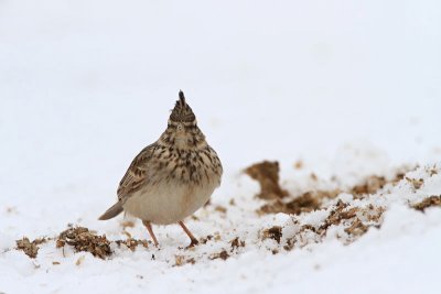 Crested lark Galerida cristata čopasti krjanec_MG_0796-11.jpg