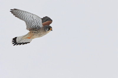 Common kestrel Falco tinnunculus navadna postovka_MG_0080-11.jpg