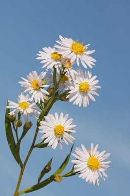 Eastern daisy fleabane Erigeron annuus enoletna suholetnica_MG_6899-11.jpg