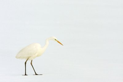 Great white egret Egretta alba velika bela čaplja_MG_1413-111.jpg