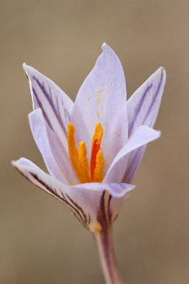 Crocus reticulatus progasti žafran_MG_0437-11.jpg