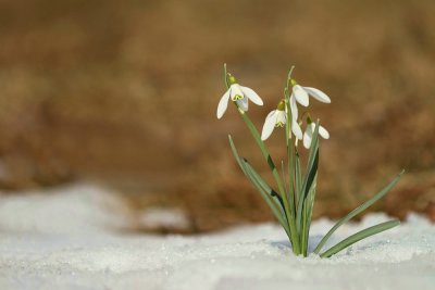 Common snowdrop Galanthus nivalis mali zvonček_MG_1360-111.jpg