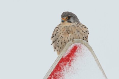 Common kestrel Falco tinnunculus navadna postovka_MG_0114-11.jpg