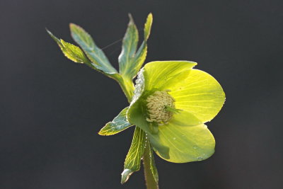 Helleborus odorus blagodieči teloh_MG_1532-111.jpg