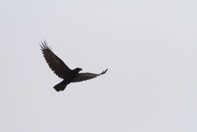 Common raven Corvus corax krokar_MG_0882-11.jpg
