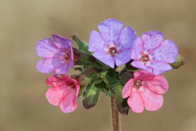 Common lungwort Pulmonaria officinalis navadni pljučnik_MG_1797-111.jpg