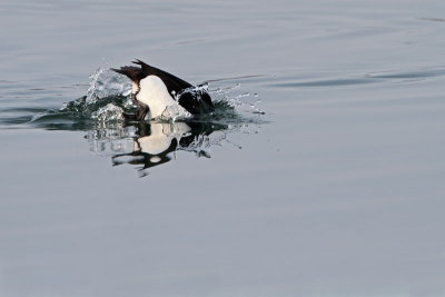 Tufted duck Aythya fuligula čopasta črnica_MG_1089-11.jpg