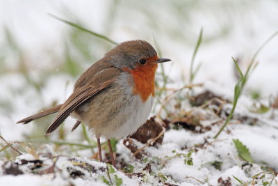 Robin Erithacus rubecula taščica_MG_0494-11.jpg