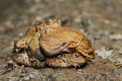 Common toad Bufo bufo navadna krastača_MG_1905-11.jpg