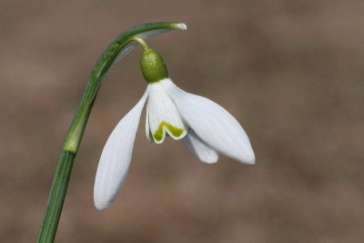 Common snowdrop Galanthus nivalis mali zvonček_MG_1436-11.jpg