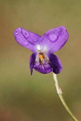 Sweet violet Viola odorata di�ča vijolica_MG_2324-11.jpg