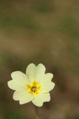 Primrose Primula vulgaris trobentica_MG_2341-11.jpg
