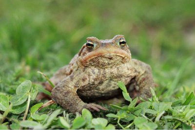 Common toad Bufo bufo navadna krastača_MG_1737-11.jpg