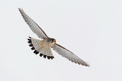 Common kestrel Falco tinnunculus navadna postovka_MG_0183-11.jpg