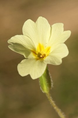 Primrose Primula vulgaris navadni jeglič_MG_2349-11.jpg