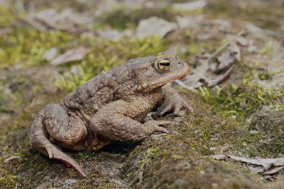 Common toad Bufo bufo navadna krastaa_MG_1972-11.jpg