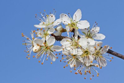 Blackthorn Prunus spinosa črni trn_MG_2588-111.jpg