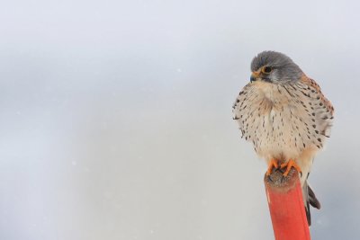 Common kestrel Falco tinnunculus navadna postovka_MG_0037-111.jpg