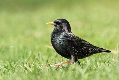 Starling Sturnus vulgaris �korec_MG_2918-11.jpg