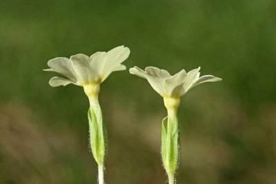 Primrose Primula vulgaris trobentica_MG_2336-11.jpg