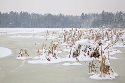 Rače ponds in winter_MG_6503-11.jpg