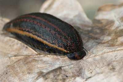 European medical leech Hirudo medicinalis medicinska pijavka_MG_1845-11.jpg