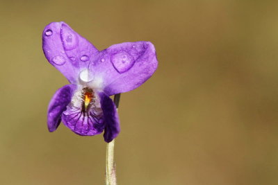 Sweet violet Viola odorata di�ča vijolica_MG_2317-111.jpg