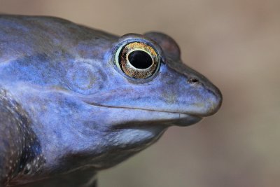 Moor frog Rana arvalis plavček_MG_1978-111.jpg