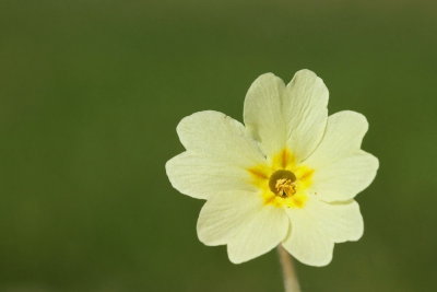 Primrose Primula vulgaris trobentica_MG_2347-111.jpg