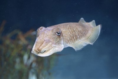 Cuttlefish Sepia officinalis navadna sipa_MG_7397-11.jpg