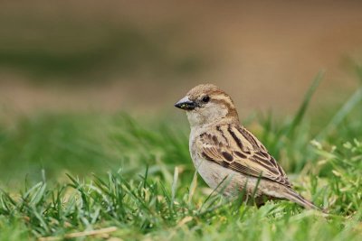 House sparrow Passer domesticus domači vrabec_MG_7613-11.jpg