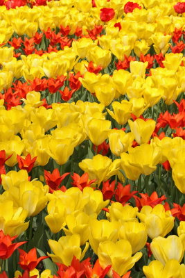 Tulips tulipani_MG_8838-111.jpg