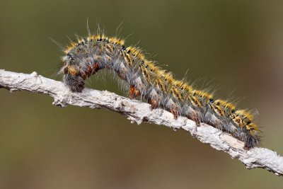 Caterpillar gosenica_MG_8157-111.jpg