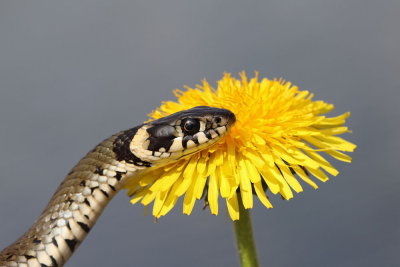 Grass snake Natrix natrix belou�ka_MG_8871-111.jpg