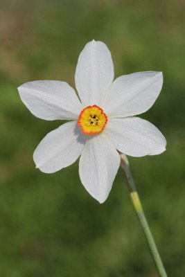 Daffodil Narcissus poeticus radiiflorus gorska narcisa_MG_2581-11.jpg