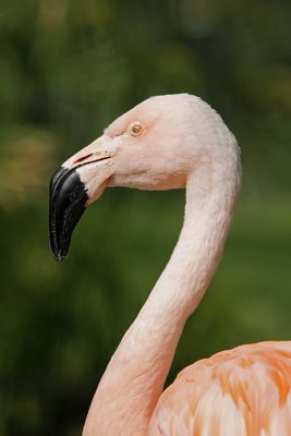 Greater flamingo Phoenicopterus roseus plamenec_MG_2841-11.jpg