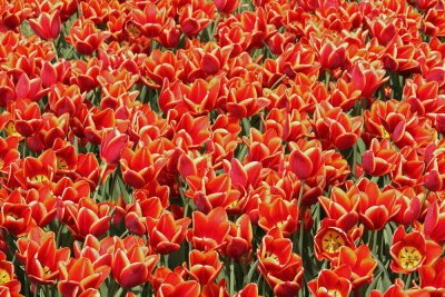 Tulips tulipani_MG_8836-111.jpg