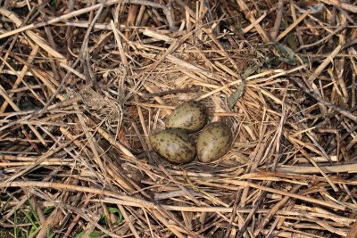 Nest gnezdo_MG_7816-11.jpg