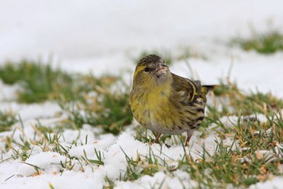 Eurasian siskin Carduelis spinus či�ek_MG_0397-11.jpg