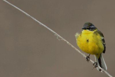 Yellow wagtail Motacilla flava rumena pastirica_MG_7786-111.jpg