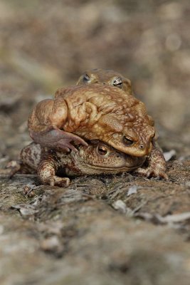 Common toad Bufo bufo navadna krastača_MG_1922-11.jpg