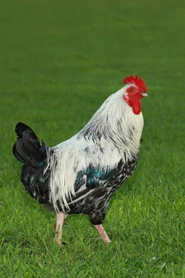 Cock rooster petelin_MG_2407-111.jpg