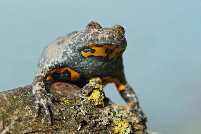 Yellow-bellied toad Bombina variegata hribski urh_MG_9203-11.jpg